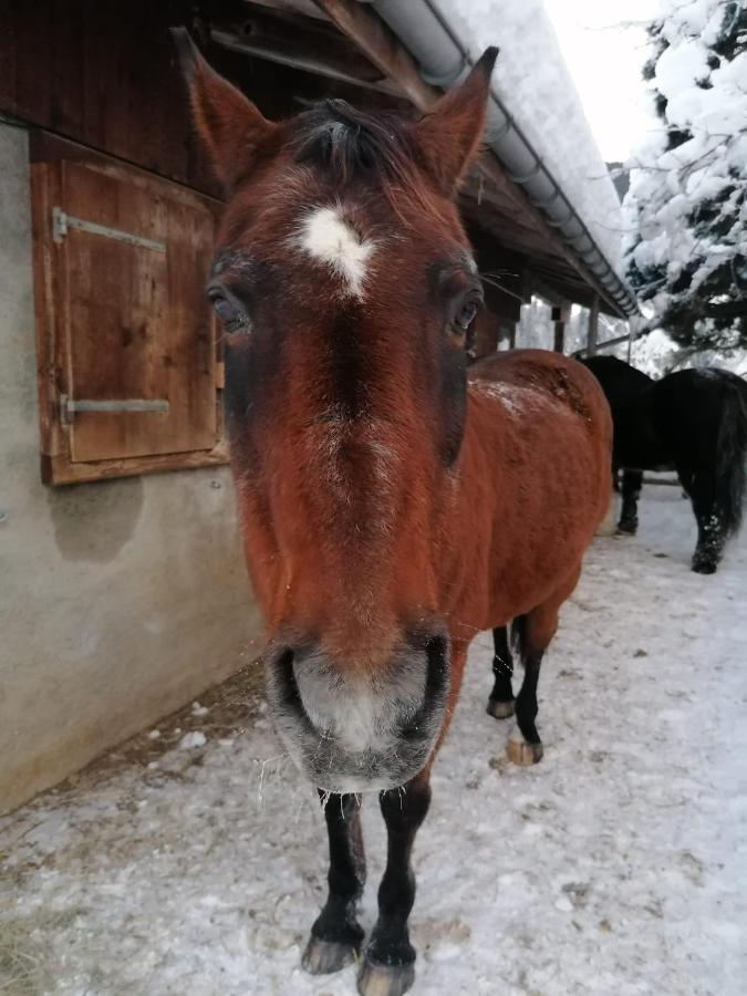 Bed and Breakfast Au Pre Des Chevaux Chateau-d'Oex Zewnętrze zdjęcie